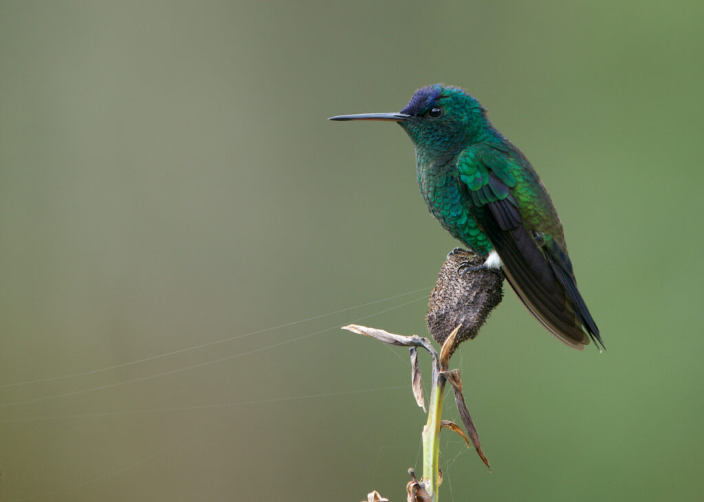 amazilia-frentiazul-saucerottia-cyanifrons
