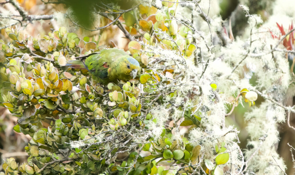 loro-coroniazul-hapalopsittaca-fuertesi