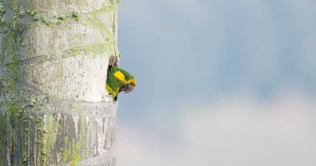 loro-orejiamarillo-ognorhynchus-icterotis
