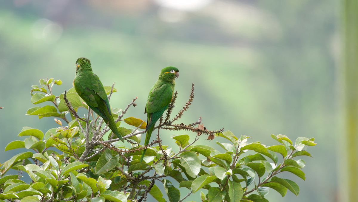 perico-paramuno-leptosittaca-branickii