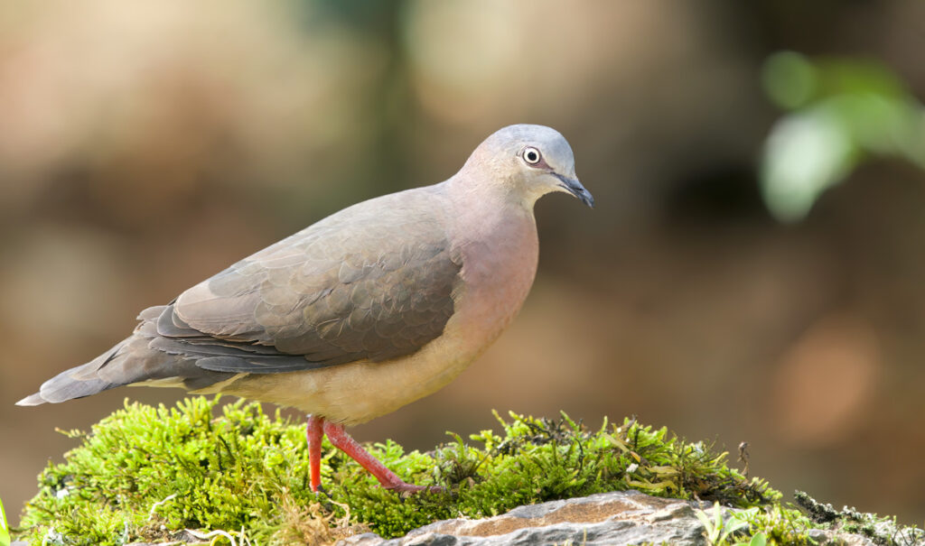 tortola-tolimense-leptotila-conoveri